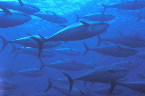 20 % du total des prises mondiales de thon atlantique sont effectuées dans la ZEE du Gabon