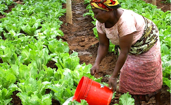 Le Gabon veut réduire de 50% ses importations alimentaires d’ici 2022