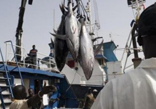 Le Gabon perd près de 40 000 tonnes de thons par an, à cause de la pêche illicite