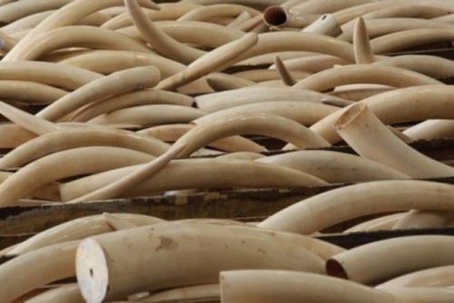 Des puces électroniques pour lutter contre le braconnage au Gabon  