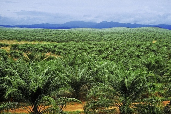 Olam palm Gabon porte la superficie totale de ses plantations certifiées RSPO à 112 455 ha