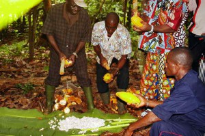 Filière cacao-café : La Caistab lance le Plan d&#039;aide à la récolte (PAR)