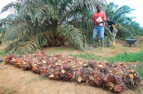 Face aux revendications de meilleures conditions de travail, l’agro-industriel Olam Gabon se défend