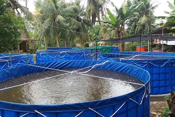 Aquaculture : les Gabonais s’ouvrent aux systèmes de production hors sol de poisson