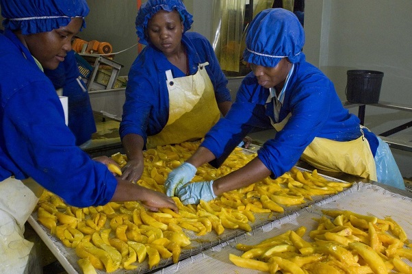 Agroalimentaire : le FAO va former les entrepreneures gabonaises pour développer leurs entreprises