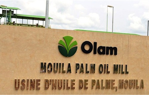 La filière huile de palme consolide ses belles performances au Gabon
