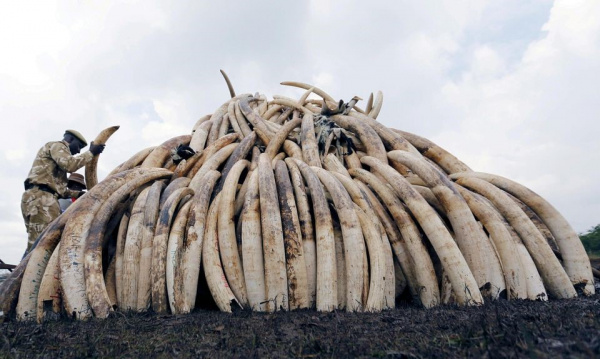 La Douane camerounaise saisit 118 pointes d’ivoire provenant du Gabon