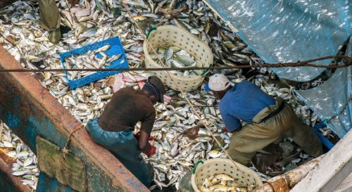 Le Gabon recherche des investisseurs dans la filière pêche et aquaculture à Bilbao  