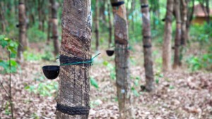 Le chiffre d’affaires de l’hévéa gabonais en chute de 40% en 2018