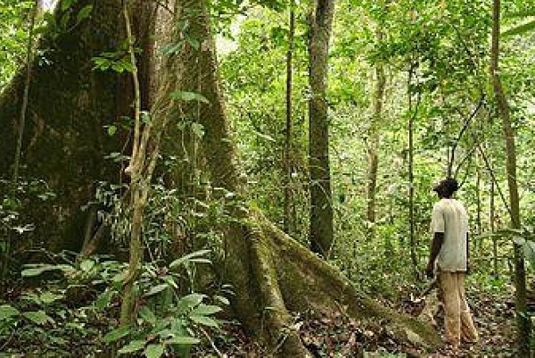 La FAO et la Comifac établissent des directives pour le suivi d’apport des forêts à l’atteinte des ODD relatifs