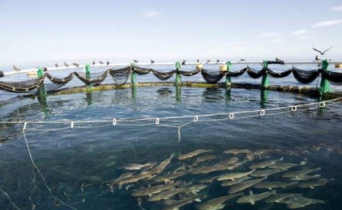 Le Gabon veut s’inspirer de l’expérience marocaine pour développer l’aquaculture