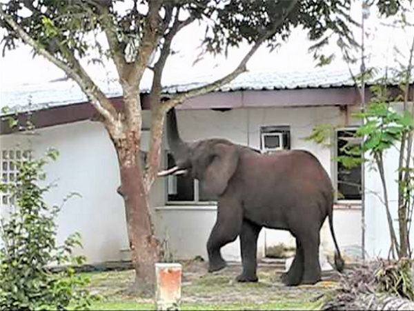 Conflit homme-faune : un éléphant s’attaque aux installations de la SEEG à Koulamoutou