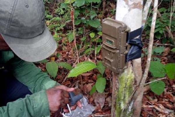 Grâce à l’intelligence artificielle, le Gabon conçoit une solution pour améliorer le suivi de la faune en Afrique centrale