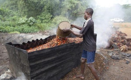 La production d’huile de palme en hausse de 375%