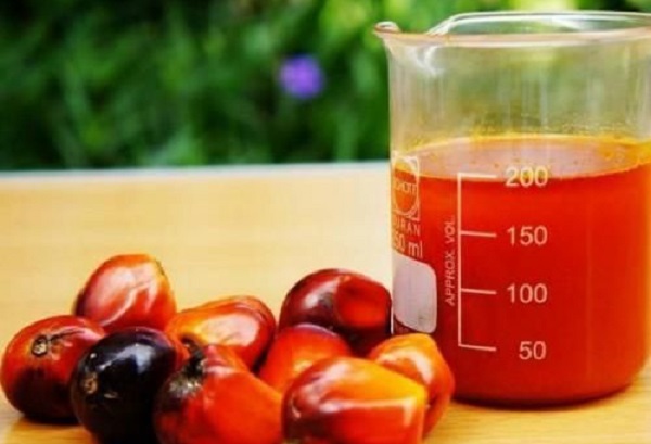 Huile de palme : le Gabon double sa production à 449 748 tonnes en 2021, grâce aux plantations de Mouila et Awala