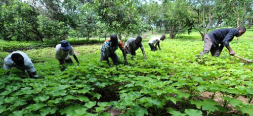 Le PNUD prospecte des sites pour la production de bioénergie au Gabon