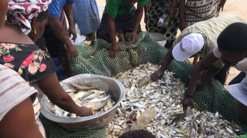 Le gouvernement gabonais et la FAO définissent un cadre de travail pour promouvoir le secteur de la pêche