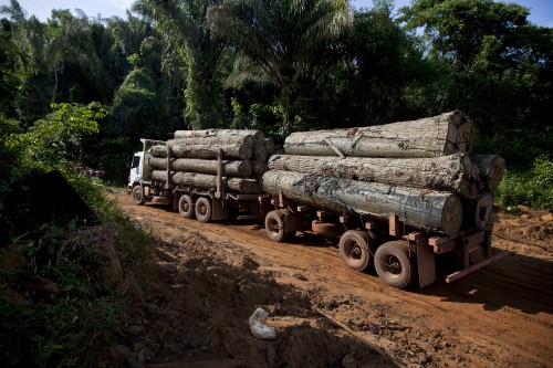 Selon Interpol, l’exploitation forestière illégale occasionne des pertes de 150 milliards FCfa dans les pays du Bassin du Congo