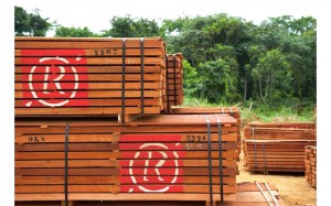 Proparco soutient Rougier pour une gestion responsable des forêts d’Afrique Centrale