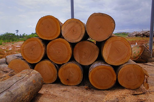 Le Gabon rend obligatoire le séchage des bois destinés à l’exportation