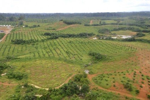Agro-industrie Ali Bongo inaugure l’huilerie de Mboukou dans le sud du Gabon le 9 mars