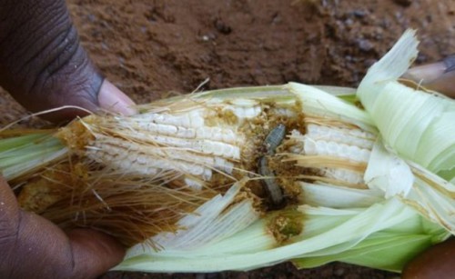 La FAO organise la lutte contre la chenille légionnaire d’automne, au Gabon