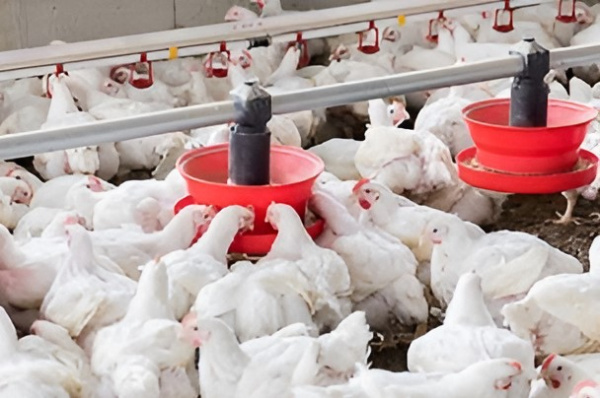 Le Gabon évalue son potentiel avicole en vue de l’arrêt des importations de poulet de chair