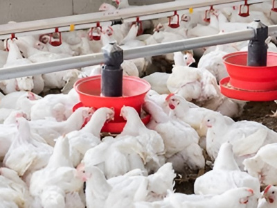 le-gabon-evalue-son-potentiel-avicole-en-vue-de-l-arret-des-importations-de-poulet-de-chair