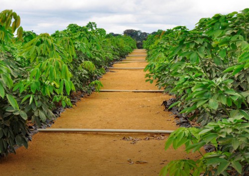 Olam Rubber Gabon présente les infrastructures sociales construites dans le Woleu-Ntem