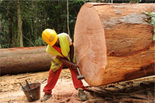 WWF salue la mesure portant certification des concessions forestières au Gabon
