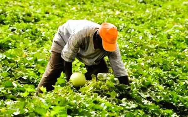 Le Gabon veut s’inspirer du modèle ivoirien pour développer son agriculture