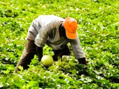 le-gabon-veut-s-inspirer-du-modele-ivoirien-pour-developper-son-agriculture