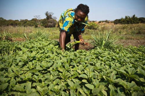 Le Gabon s’arrime aux principes d’une agriculture responsable et respectueuse de l’environnement  