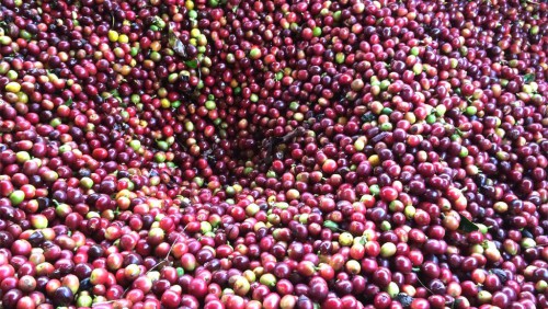Le Gabon veut produire 1000 t de café et 5000 t de cacao d’ici 2020
