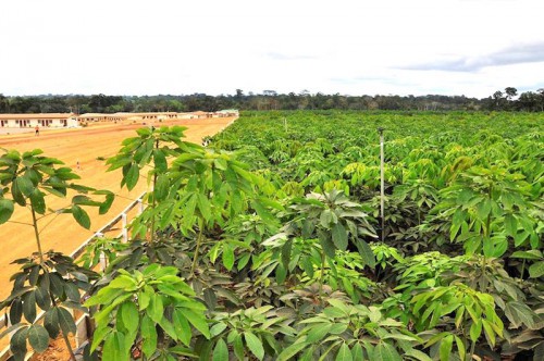 Accusé par les ONG environnementalistes, Olam Gabon veut cerner l’approche « zéro déforestation »