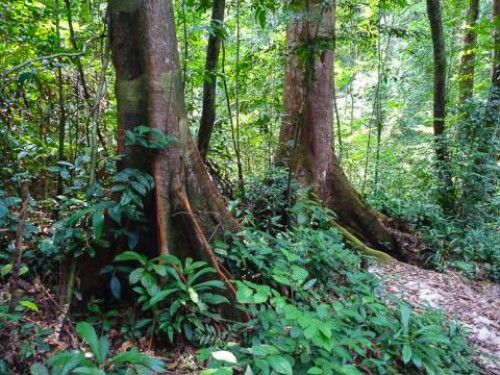 La Comifac réfléchit à la gestion durable du massif forestier d’Afrique centrale
