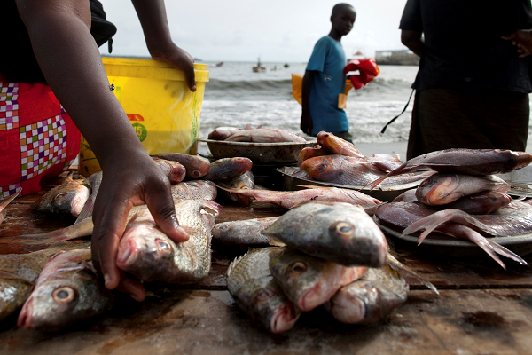 Économie maritime : le Liban veut nouer des partenariats avec le Gabon dans le secteur de la pêche