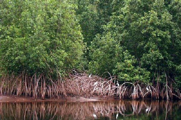 Au Gabon, une étude d’impact environnemental désormais obligatoire pour toutes activités dans les mangroves