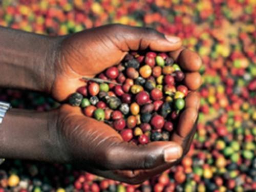 L’OIAC adopte la « Déclaration de Libreville » pour relancer le café