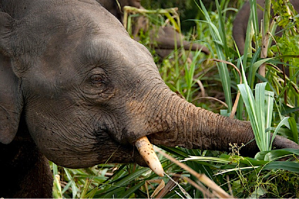 Gabon : les éléphants à l’origine de l’accroissement de la pauvreté dans les zones rurales (Rapport CESE)