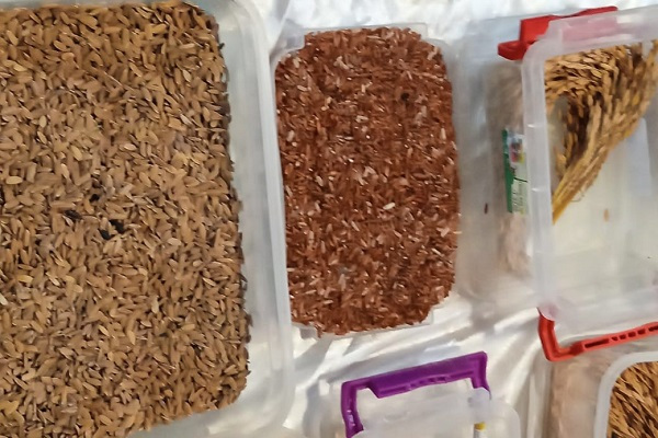 Le Gabon développe de nouvelles variétés de riz avec l&#039;ambition de réduire ses importations