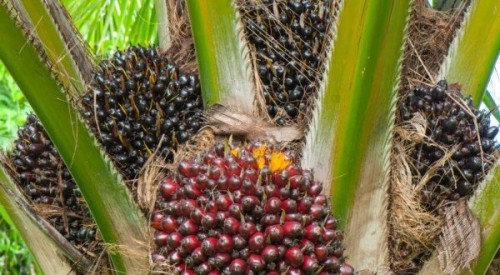 Huile de palme : pointée du doigt par l’Union européenne pour déforestation abusive, la Malaisie veut s’inspirer du modèle gabonais  