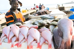 Pêche artisanale : le Gabon mobilise 25 milliards FCFA pour briser l’emprise étrangère