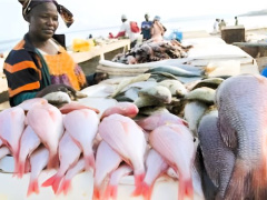 peche-artisanale-le-gabon-mobilise-25-milliards-fcfa-pour-briser-l-emprise-etrangere