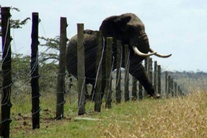 Conflit homme-faune : le Gabon pourrait bientôt autoriser les populations à se défendre en cas d’attaque d’animaux sauvages
