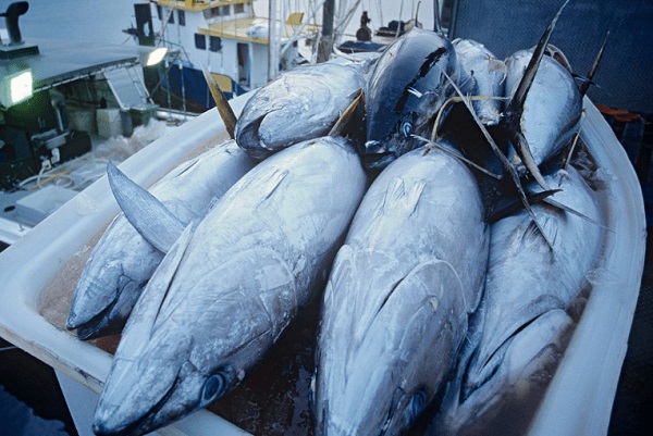 Transformation des produits de pêches : le Gabon lance la formation de 2000 jeunes