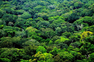 Le Gabon aurait perdu 747,7 milliards de FCFA dans la vente de 220 925 ha de forêt, selon le Synapef