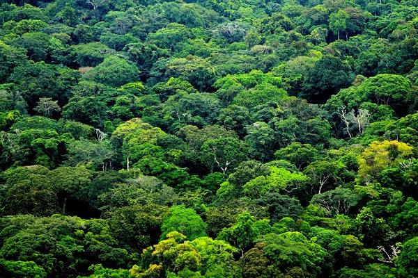 Le Gabon aurait perdu 747,7 milliards de FCFA dans la vente de 220 925 ha de forêt, selon le Synapef