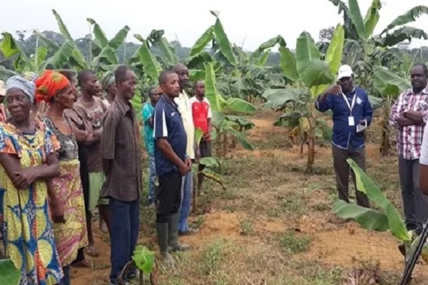 Le Gabon lance la 2e phase du recensement général de l’agriculture