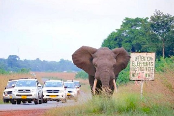 Conflit homme-Éléphant : le gouverneur de l’Ogooué-Ivindo autorise une battue administrative dans les zones menacées